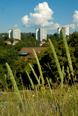 BB 05 0215 / Phleum phleoides / Smaltimotei
